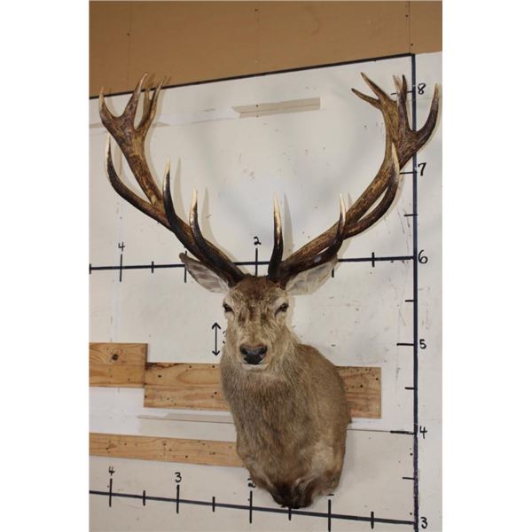 Big 16-Point RED STAG Shoulder Mount