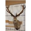 Image 1 : Big 16-Point RED STAG Shoulder Mount