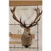 Image 2 : Big 16-Point RED STAG Shoulder Mount