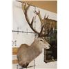 Image 3 : Big 16-Point RED STAG Shoulder Mount