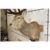 Image 5 : Big 16-Point RED STAG Shoulder Mount