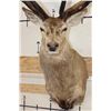 Image 6 : Big 16-Point RED STAG Shoulder Mount