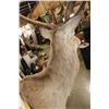 Image 8 : Big 16-Point RED STAG Shoulder Mount