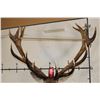 Image 9 : Big 16-Point RED STAG Shoulder Mount