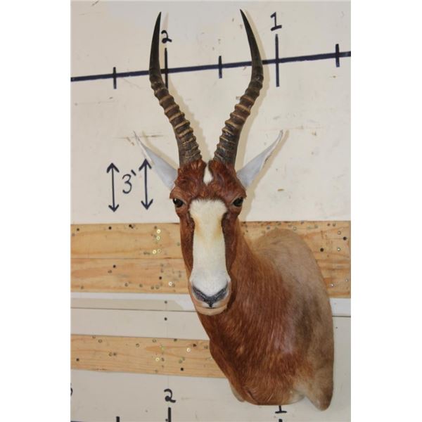 *Rarely Seen* Yellow BLESBOK Shoulder Mount