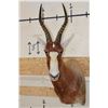 Image 1 : *Rarely Seen* Yellow BLESBOK Shoulder Mount