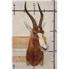 Image 2 : *Rarely Seen* Yellow BLESBOK Shoulder Mount