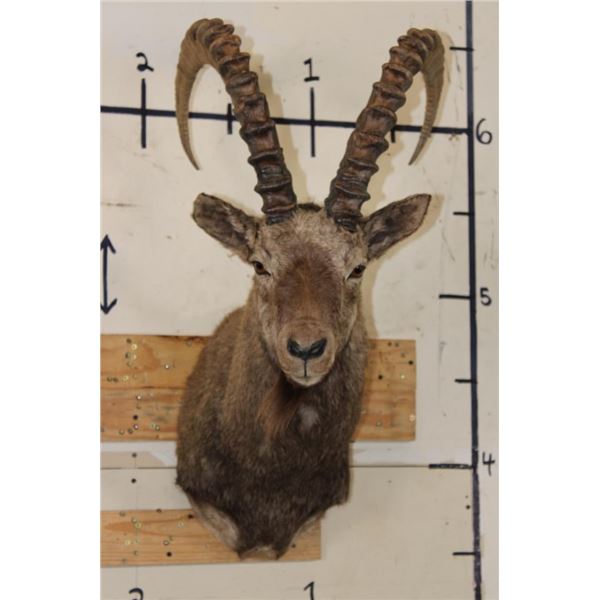 SIBERIAN or MID-ASIAN IBEX Shoulder Mount