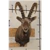 Image 1 : SIBERIAN or MID-ASIAN IBEX Shoulder Mount