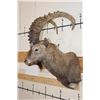 Image 3 : SIBERIAN or MID-ASIAN IBEX Shoulder Mount