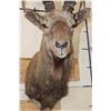 Image 7 : SIBERIAN or MID-ASIAN IBEX Shoulder Mount