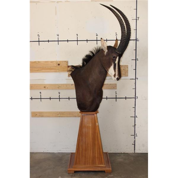 SABLE on a Wooden Pedestal Mount