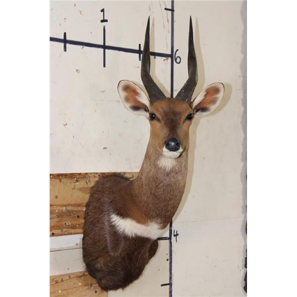 BUSHBUCK Shoulder Mount
