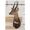 Image 2 : BUSHBUCK Shoulder Mount