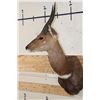 Image 3 : BUSHBUCK Shoulder Mount