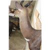 Image 4 : BUSHBUCK Shoulder Mount