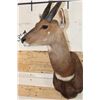 Image 5 : BUSHBUCK Shoulder Mount