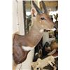 Image 7 : BUSHBUCK Shoulder Mount