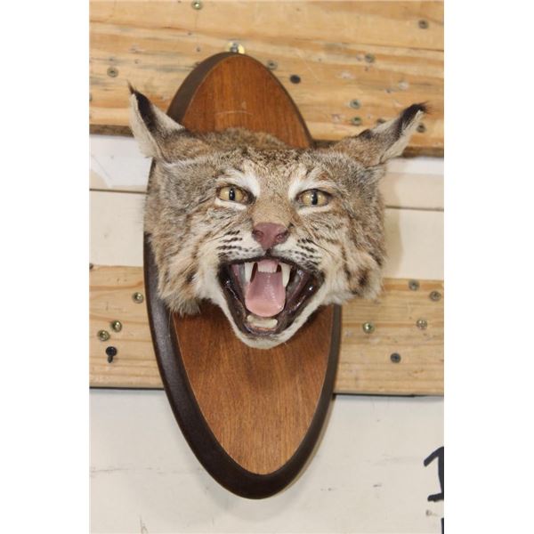 BOBCAT Shoulder Mount or Head Mount on a Wood Plaque
