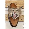 Image 1 : BOBCAT Shoulder Mount or Head Mount on a Wood Plaque