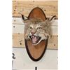 Image 2 : BOBCAT Shoulder Mount or Head Mount on a Wood Plaque