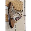 Image 4 : BOBCAT Shoulder Mount or Head Mount on a Wood Plaque