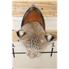 Image 5 : BOBCAT Shoulder Mount or Head Mount on a Wood Plaque