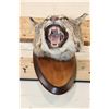 Image 6 : BOBCAT Shoulder Mount or Head Mount on a Wood Plaque