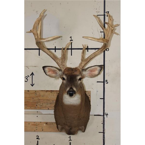 XXL 15-Point WHITETAIL DEER Shoulder Mount with *Real* Removable Antlers
