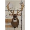 Image 1 : XXL 15-Point WHITETAIL DEER Shoulder Mount with *Real* Removable Antlers
