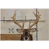 Image 2 : XXL 15-Point WHITETAIL DEER Shoulder Mount with *Real* Removable Antlers