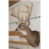 Image 3 : XXL 15-Point WHITETAIL DEER Shoulder Mount with *Real* Removable Antlers