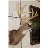 Image 4 : XXL 15-Point WHITETAIL DEER Shoulder Mount with *Real* Removable Antlers