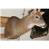 Image 5 : XXL 15-Point WHITETAIL DEER Shoulder Mount with *Real* Removable Antlers