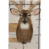 Image 6 : XXL 15-Point WHITETAIL DEER Shoulder Mount with *Real* Removable Antlers