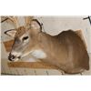 Image 7 : XXL 15-Point WHITETAIL DEER Shoulder Mount with *Real* Removable Antlers