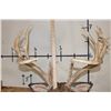 Image 9 : XXL 15-Point WHITETAIL DEER Shoulder Mount with *Real* Removable Antlers