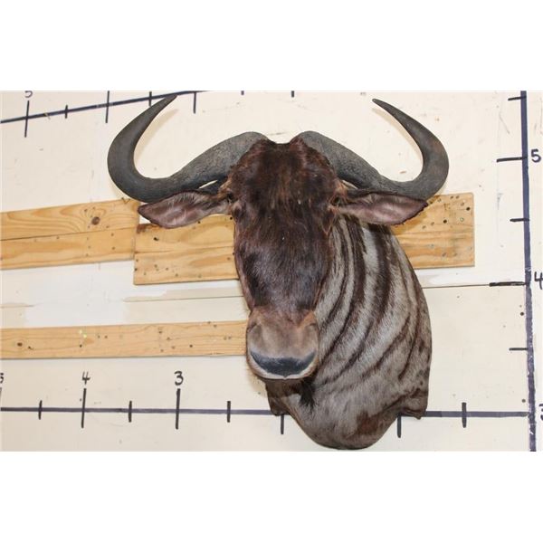 Big BLUE WILDEBEEST Shoulder Mount