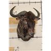 Image 2 : Big BLUE WILDEBEEST Shoulder Mount