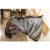 Image 9 : Big BLUE WILDEBEEST Shoulder Mount
