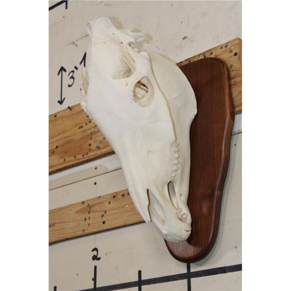 ZEBRA Skull with All its Teeth on a Wooden Plaque