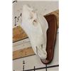 Image 1 : ZEBRA Skull with All its Teeth on a Wooden Plaque