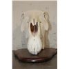 Image 8 : ZEBRA Skull with All its Teeth on a Wooden Plaque