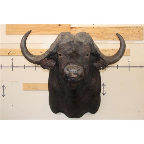 XXL CAPE BUFFALO Shoulder Mount