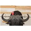 Image 2 : XXL CAPE BUFFALO Shoulder Mount