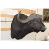 Image 4 : XXL CAPE BUFFALO Shoulder Mount