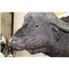 Image 7 : XXL CAPE BUFFALO Shoulder Mount