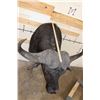Image 8 : XXL CAPE BUFFALO Shoulder Mount