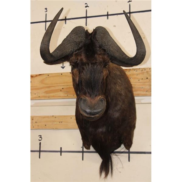 BLACK WILDEBEEST Shoulder Mount
