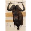Image 1 : BLACK WILDEBEEST Shoulder Mount